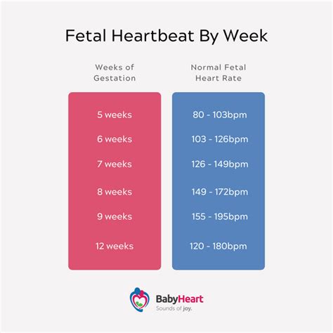 <b>Fetal</b> <b>bradyarrhythmia</b> is generally defined as a sustained <b>heart</b> <b>rate</b> less than 110 beats per minute. . Low fetal heart rate at 6 weeks success stories